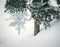 Winter Mountain Landscape Fresh Snow Pines