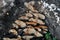 Winter mushrooms Flammulina velutipes