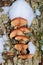 Winter mushrooms Flammulina velutipes, edible mushrooms