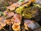 Winter mushrooms on a tree, November landscape, Russia