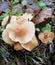 Winter mushrooms on a tree, November landscape, Russia