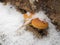 Winter mushrooms and white snow