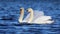 Winter Mute Swan Pair Swimming Together on a Blue Lake