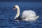 Winter Mute Swan Swimming in Threat Posture on a Blue Lake