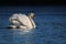 Winter Mute Swan in Threat Posture