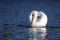 Winter Mute Swan in Threat Posture on a Blue Lake