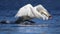 Winter Mute Swan in Threat Posture a Blue Lake