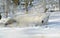 Winter Napping Arctic Wolf