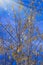 Winter natural landscape. Bare trees and twigs maple seeds against blue sky in sunlight