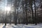 Winter nature in the forest on a sunny day