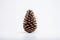 Winter nature holiday christmas seasonal pine brown decorate wood background cones