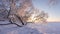 Winter nature landscape in frosty clear morning. Amazing snowy trees on shore of ice lake covered by snow in sunlight