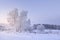 Winter nature landscape. Hoarfrost on trees