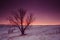 Winter nature landscape. Silhouette of tree at sunset