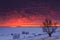 Winter nature landscape. Silhouette of tree at sunset