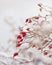 Winter nature print close up with red rose hips with snow. Shrub with selective focus and blurred background.