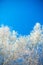 Winter nature seasonal background frozen hanging branches of birch