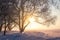 Winter nature at sunset. Snowy trees in the bright sun. Amazing winter nature landscape