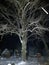 winter night in a Russian village snow trees lighting