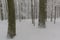 Winter Oaks in Bialowieza Poland