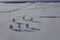 Winter oaks group on snowy field with shadows, aerial