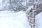 Winter old shabby wobbly wicker fence made of wooden boards. Snow blizzard