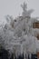 Winter ornamental tree covered with natural frost.