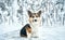 Winter outdoor portrait Welsh Corgi dog in snow park