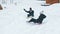 Winter outdoors entertainment. Young man and woman sliding on the snow