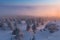 Winter panorama of fir trees covered with white snow with dolomiti mountain background, Dolomites, Italy Winter evening