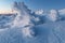 Winter panorama of fir trees covered with white snow with dolomitic mountain background, Dolomites, Italy