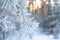 Winter panorama, pine branches in frost and snow, blue sky . frosty morning