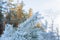 Winter panorama, pine branches in frost and snow, blue sky . frosty morning
