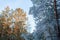 Winter panorama, pine branches in frost and snow, blue sky . frosty morning