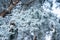 Winter panorama, pine branches in frost and snow, blue sky . frosty morning