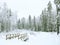 Winter panorama. Snowy forest road, frozen trees, Small wooden bridge with a railing, across a forest stream