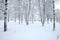 Winter park with birches covered with clean white snow with birch trees with snowy branches in cloudy day