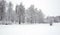 Winter park with birches covered with clean white snow with birch trees with snowy branches in cloudy day