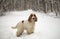 Winter. The park. An English Cocker Spaniel is standing in the snow. The color of the orange roan