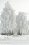 Winter park in Russia, frozen trees after severe frosts