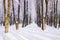 Winter Park in the snow, bare trees, winter natural background