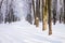 Winter Park in the snow, bare trees, winter natural background