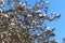 Winter park view, bushes in snow and hoarfrost