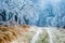 Winter path going through frozen forest