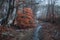 Winter path in the Scottish forest, on the trees a dried up bright foliage