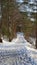 Winter path snow trees