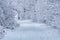 Winter path. Snowy road in the forest