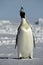 Winter penguin with sunglasses