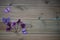 Winter photography image of pink purple cyclamen flowers and fun toy butterflies on rustic wood background and space