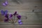 Winter photography image of pink purple cyclamen flowers and fun toy butterflies on rustic wood background and space